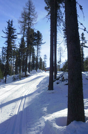 Ski-Langlaufen