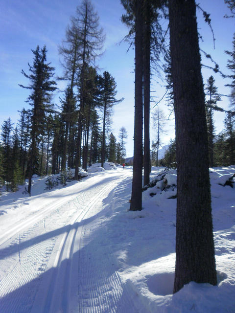 Langlauftour durch schöne Wälder