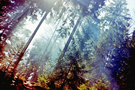 Erlebnispädagogik Wald: Riechen, Sehen, Fhlen, Erleben