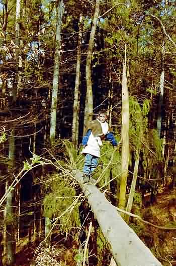 Waldspiele und Walderlebnisse